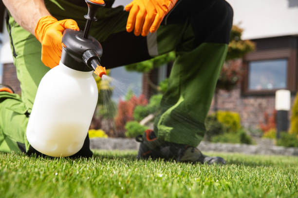 Best Termite Control Services  in Miami Lakes, FL